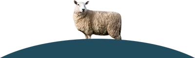 Ein stehends Schaf auf der Wiese.