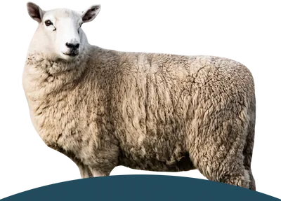 Ein stehends Schaf auf der Wiese.