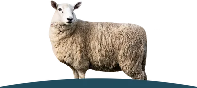 Ein stehends Schaf auf der Wiese.